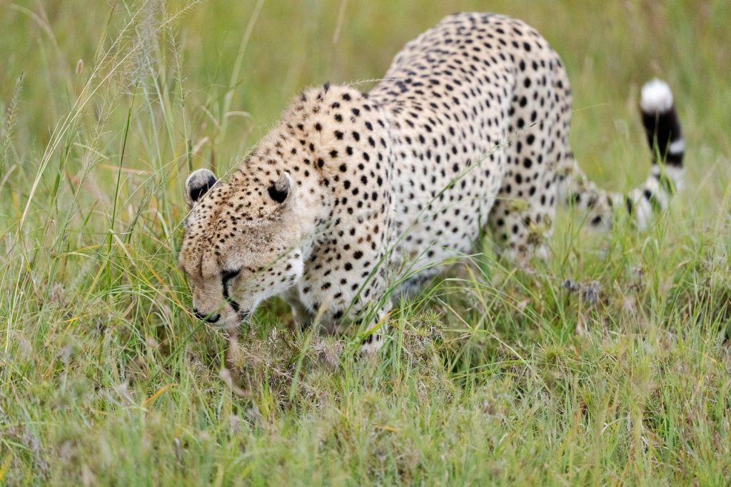 Maasai Mara Should Be Your Next Vacation Spot