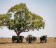 How to Plan the Perfect Kenya Wildlife Safari