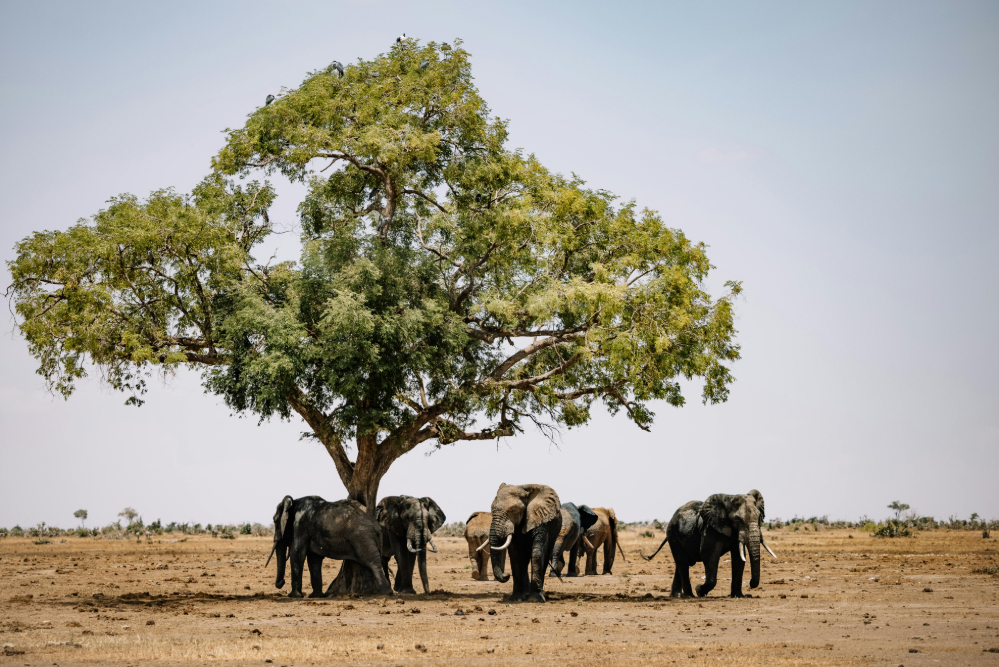 How to Plan the Perfect Kenya Wildlife Safari